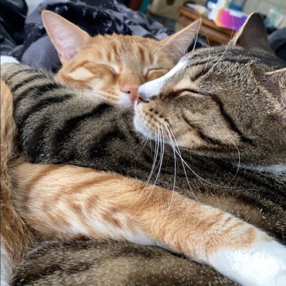 Please Read description🐾💙💚 - Picture 5 of 13